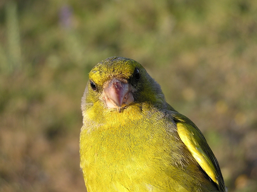 European Greenfinch, Sundre 20080602